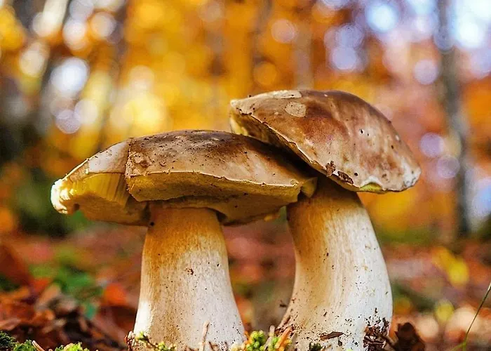 Otel Valle De Izas Sallent de Gállego